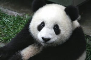 Panda_Cub_from_Wolong,_Sichuan,_China