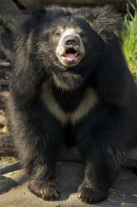 kragbjörn2