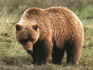 grizzlybjörn