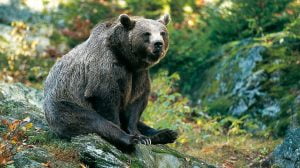 Här kan du se levande björnar i Sverige