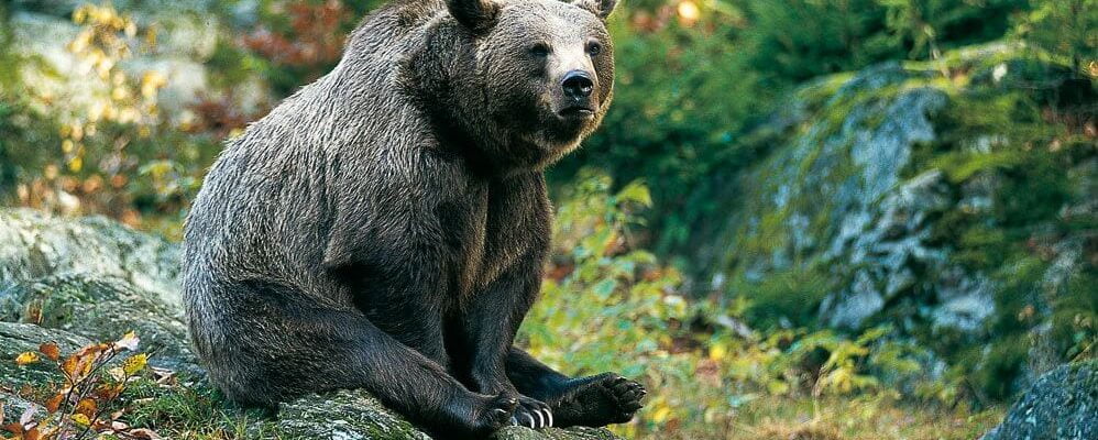 Här kan du se levande björnar i Sverige