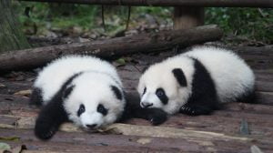 Pandan: Kinas magiska björn
